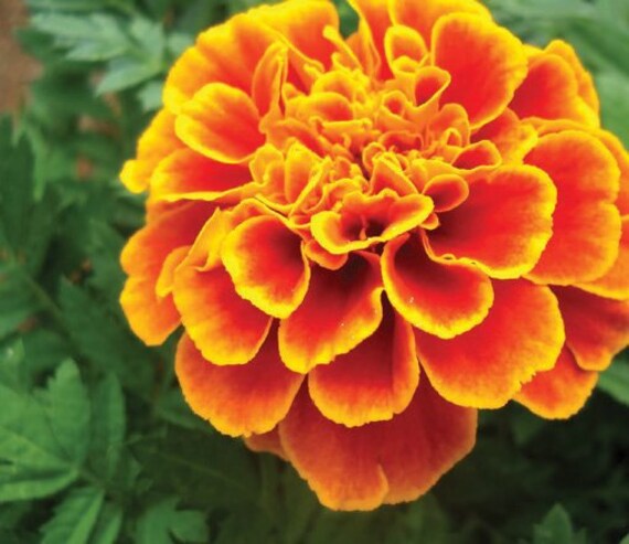 Landscape step great bulbs for developing vegetation indoors