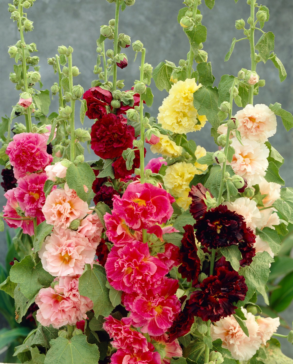 Old fashioned hollyhock seeds 25 Old fashioned hollyhock seeds 57