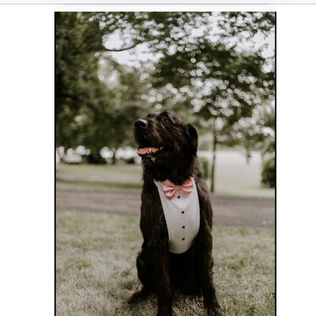 Maleficent Dog Costume