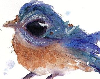 12 x 12 Bird Art, Western Bluebird, Bird Art Print