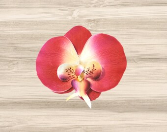 Large Hot Pink Phalaenopsis Orchid Hair Clip
