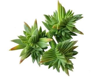 Crassula Capitella Red Pagoda Succulent Crassula corymbulosa Trees Shark’s Tooth Plants Rare Succulent, Origami Shape Plants