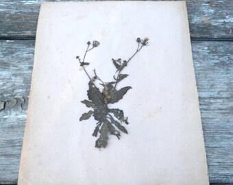 Antique 1900s French herbarium No name