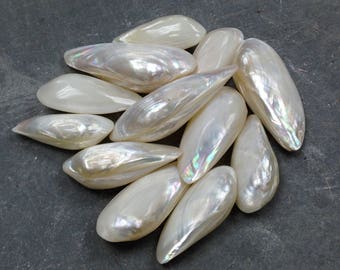 Minnow (Pearled) Seashell (Sets) (5 Shells)