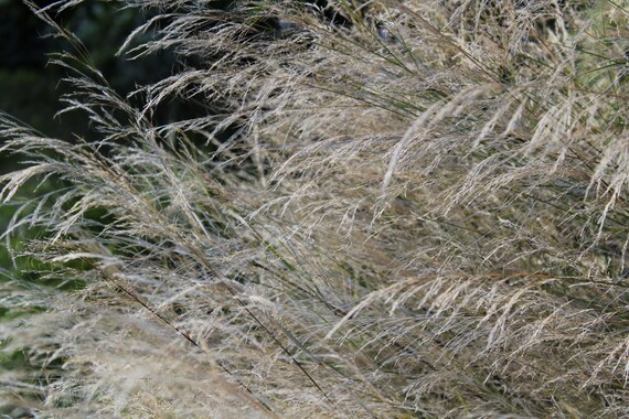 Grasses--matted and framed nature photo