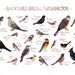 Florida Backyard Birds Field Guide Art Print / Watercolor
