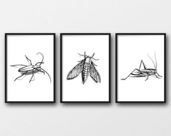 Set of 3 A4 Insect Prints