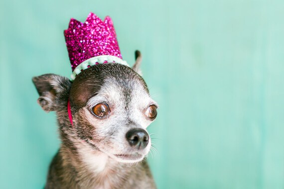 Pet Birthday Crown || Dog Hat || Dog Crown || Kitty Crown || Cat Birthday Crown Hat || Animal Birthday Hat || Dog Costume