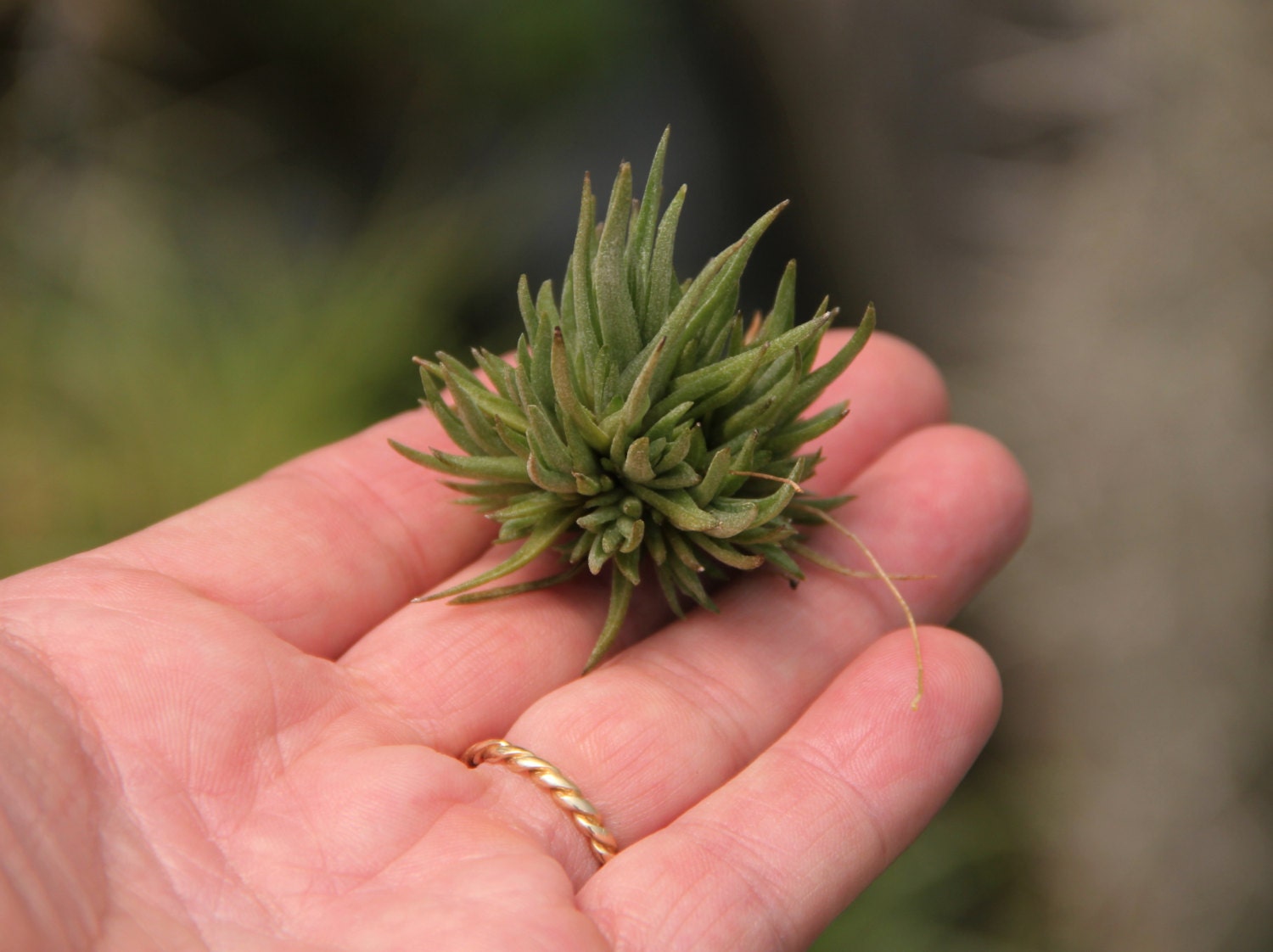 Tillandsia Species List : Tillandsia species - They constitute the most numerous genus in this family,since some 500 species approximately can be found, all they in tropical and subtropical areas.