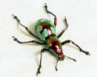 Real Framed Raspberry Pistachio Clown Weevil Beetle Display 2481