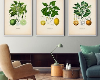 Antique fruit print set, Citrus – Botanical print set, Botanical print, Kitchen art, Botanical set, Botanical illustration, Lemon poster