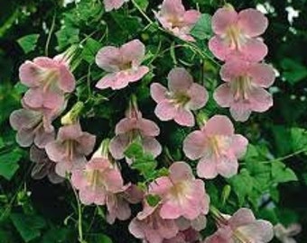 ASARINA Vine SEEDS, Asarina scandens,Climbing Snapdragon, Flowering Vine, Annual or tender-perennial