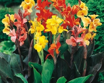 10 Assorted Canna Bulbs