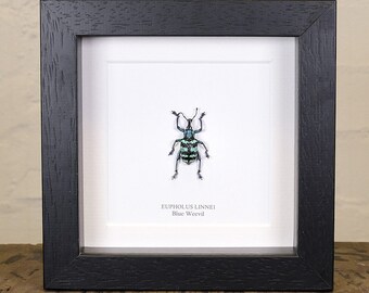 Blue Weevil in Box Frame (Eupholus Linnei)