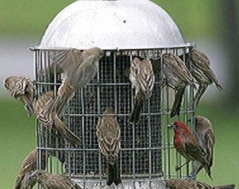 Squirrel Proof Large Stainless Steel Bird Feeder
