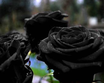 35 Black Rose Seeds, Rare Rose Seeds, Exotic Dark Rose, Flower Seeds, Perennial ,Growing Roses from Seeds, Planting Rose, Rose Bushes