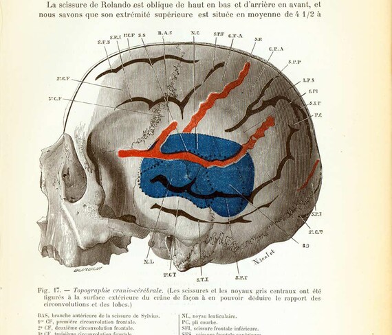 1897 Cerveau Boite Cranienne Planche Originale P. Tillaux