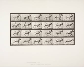 Poster, Many Sizes Available; Goat Galloping Rbm Qp301M8 1887 679