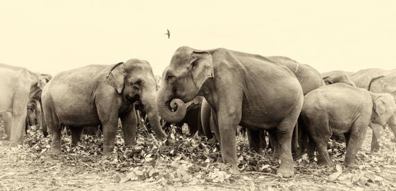 SRI LANKAN ELEPHANTS. Elephants Print, Sri Lanka, Giclee Print, Limited Edition Print, Photographic Print