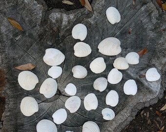 25 hand picked clam shells
