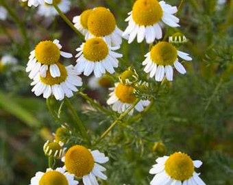 Matricaria Recutita - 5000 Seeds - CHAMOMILE - Medicinal Plant