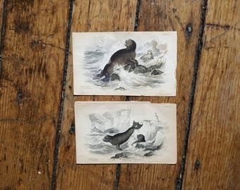 c.1833 ANTIQUE SEAL PRINTS - original antique sea life prints - Jardine animal prints - marine mammals - set of 2 hand colored engravings
