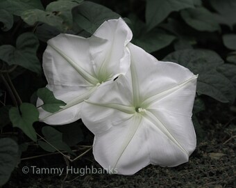 Moonflowers - Nature photo print wall art, 8x10,framed option is available for extra cost