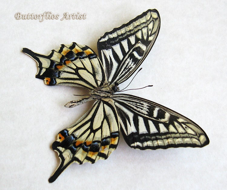 Japanese Machaon Papilio Xuthus Real Butterfly Entomology
