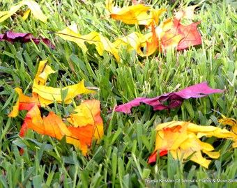 250 Fall Wedding Leaves - REAL soft PRESERVED leaves in many beautiful Colors
