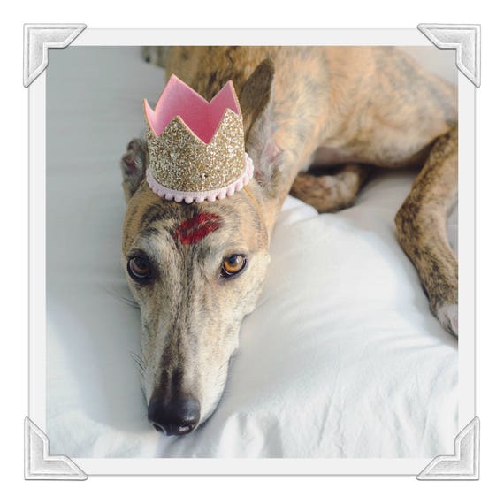 Birthday Crown Hat || Dog Birthday Hat || Pet Party Hat || Cat Kitty Puppy Pig