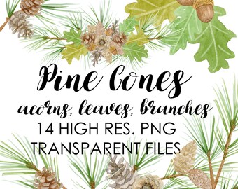 Watercolor Pine Cones, Watercolor acorns, Watercolor Branches, Pine Cones, Acorns, Fall, Autumn, Pine Trees