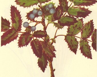 Vintage Botanical Print 1968 Color Wild Flowers of America Book PLATE 139 140 Twinleaf Jeffersonia Creeping MahoniaFrom VintagePaperWorks