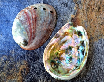 Red Abalone Seashells (2 pcs.) - (3-3.5") - Haliotis Rufescens