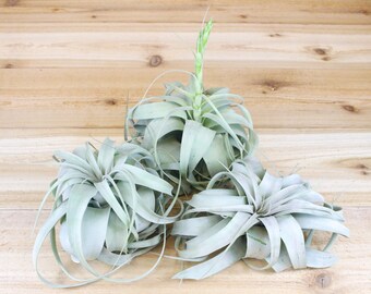 3 Pack of Large Tillandsia Xerographica Air Plants - 5-7 Inches Wide - The Queen of Air Plants - 30 Day Air Plant Guarantee - FAST SHIPPING