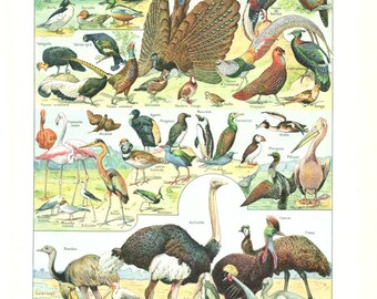 1922 antique bird print bird poster vintage bird illustrations bird wall hanging Bird gift Bird decor Ornithology gift Ostrich art Bird art