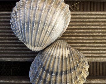 Seashell sea shell grey/sand