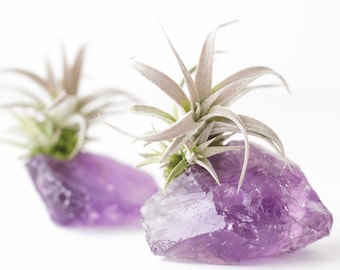 Amethyst Crystal Air Plant, Birthday Gift, Sister Gift, BFF Gift, Amethyst Geode Girlfriend Gift, Anniversary Gift, Mom Gift Purple Gift