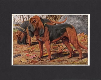 Bloodhound 1919 Dog Print by Louis Agassiz Fuertes Small Vintage Print Mounted with Mat Bloodhound Print Bloodhound Dog Print