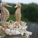 Sea Horse Bride and Groom Cake Topper / Wedding Cake Top / Beach Wedding Cake Topper