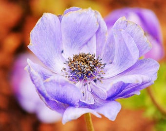 Violet Flower