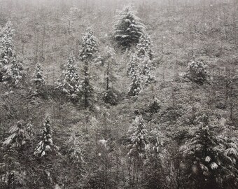 Snowy Trees Photograph