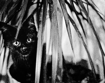 Black kitten, 12x18 Fine Art Print