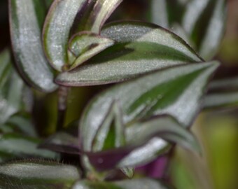 Live Succulent Plant Lot And Live Houseplant Sale- Wandering Jew, Kalanchoe, Alligator and Pregnant Onion