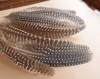 long feathers, 2, Guinea fowl naturelles(15-20cms) wings