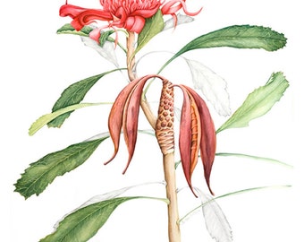 Archival print of Waratah,Telopea Speciosissima.