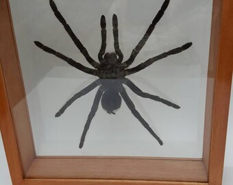 Tartulla in glass & wooden frame