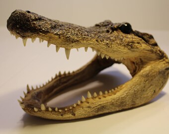 alligator head 9 1/2"