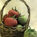 PDF E Pattern INSTANT DOWNLOAD Primitive Tomatoes
