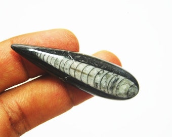 36 carat Fossil Orthoceras cabochon