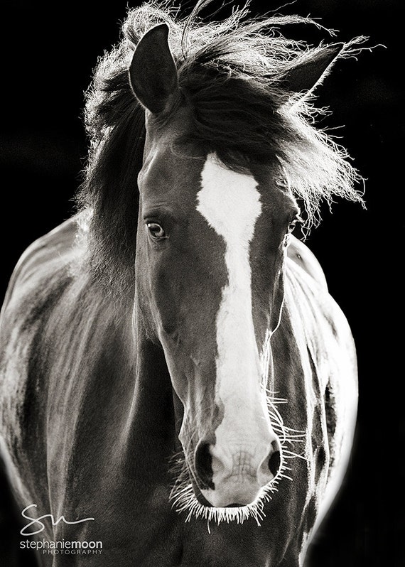 Black and White Horse Photography Fine Art Horse Photograph